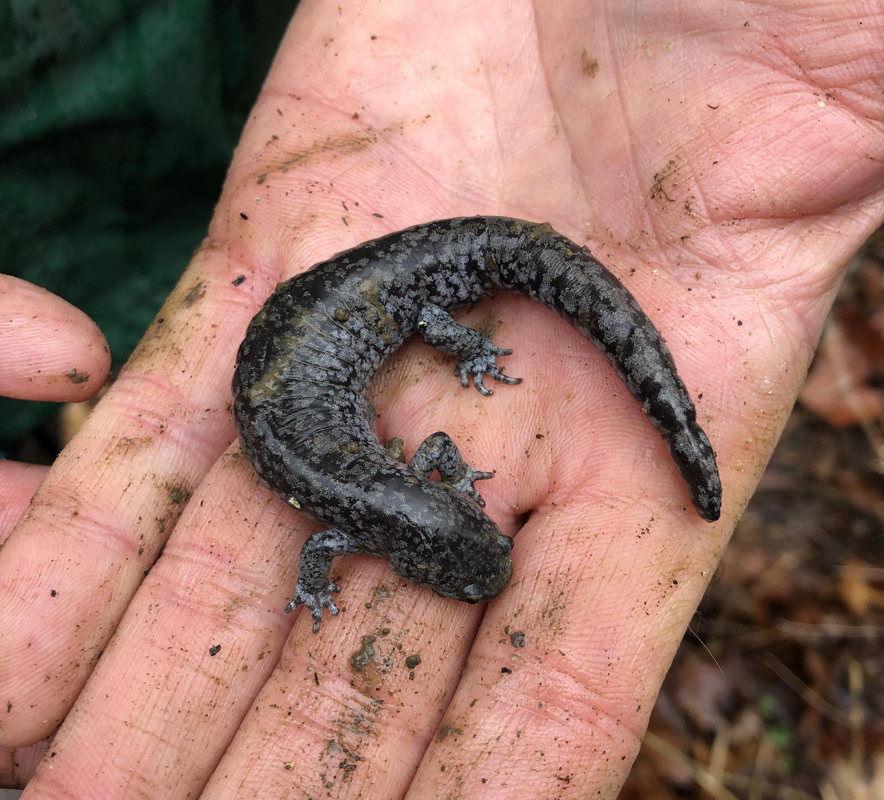 small-mouthed-salamander-ABBcropped