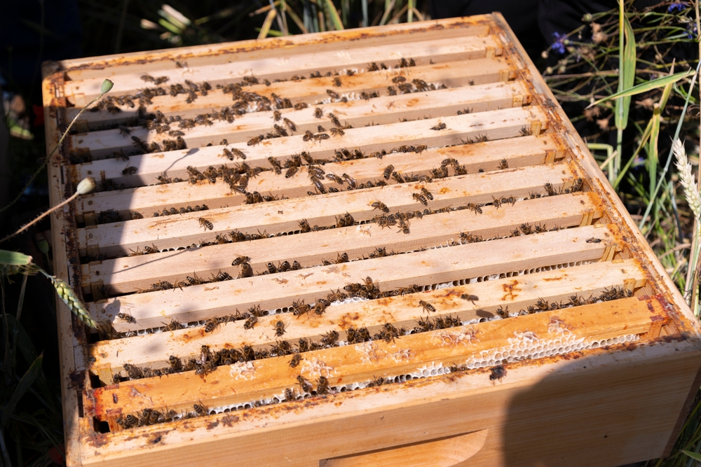 bee